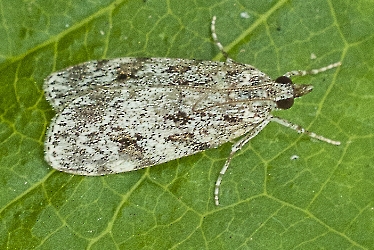 Scoparia spec.