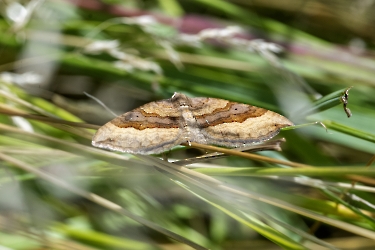 Scotopteryx chenopodiata