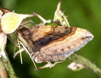 Scotopteryx chenopodiata