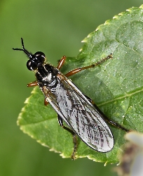 Sepedon sphegeat