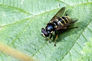 Sericomyia silentis