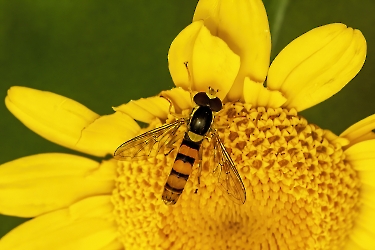 Sphaerophoria philanthus