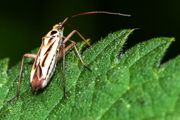 Stenotus binotatus