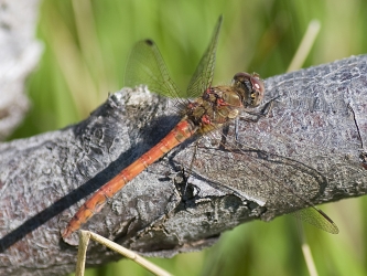 Sympetrum striolatum