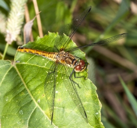 Sympetrum vulgatum