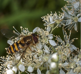 Syrphus ribesii