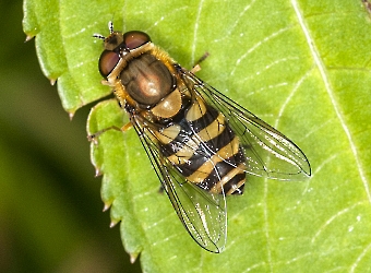 Syrphus torvus