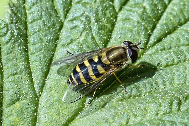 Syrphus vitripennis