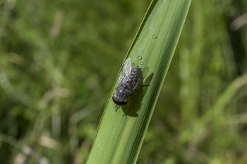 Tabanus spec.