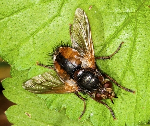 Tachina fera