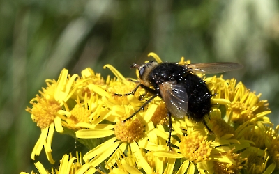 Tachina grossa