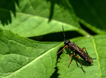 Tenthredo atra