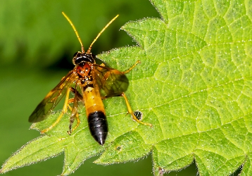 Tenthredo campestris