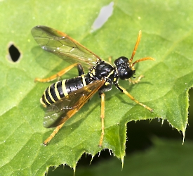 Tenthredo scrophulariae