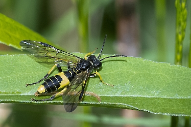 Tenthredo temula