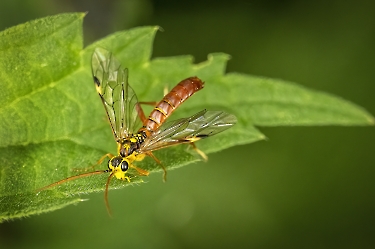 Tenthredopsis litterata