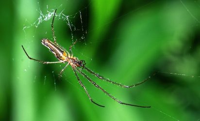 Tetragnatha montana