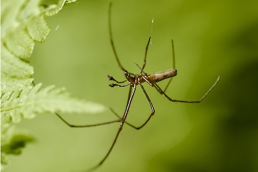 Tetragnatha nigrita