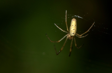 Tetragnatha spec. 01