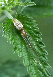 Tetragnatha spec. 03