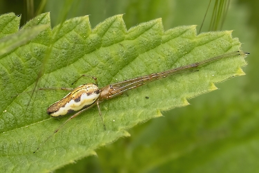 Tetragnatha spec.