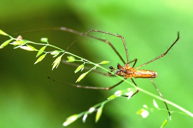 Tetragnatha spec.