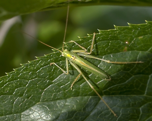 Tettigonia viridissima