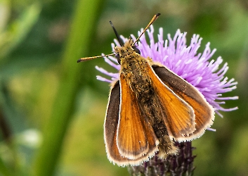 Thymelicus lineola