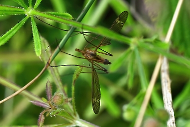 Tipula fascipennis