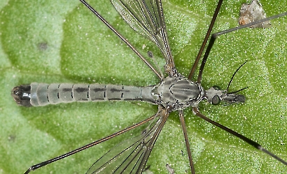 Tipula luna