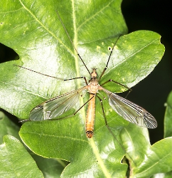 Tipula spec. 02