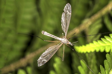 Tipula spec. 03