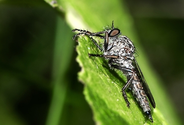 Tolmerus atricapillus