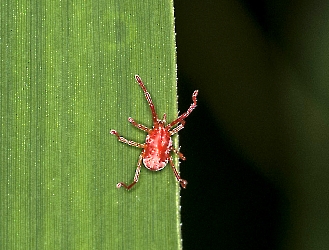 Trombidium holosericeum