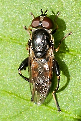 Tropidia scita