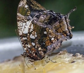 Vanessa atalanta