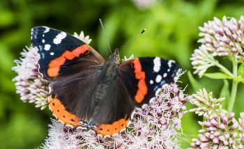 Vanessa atalanta