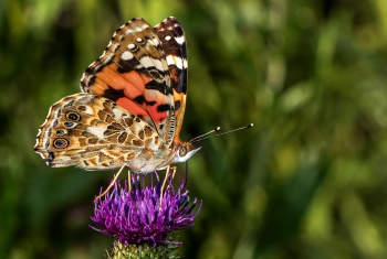 Vanessa cardui