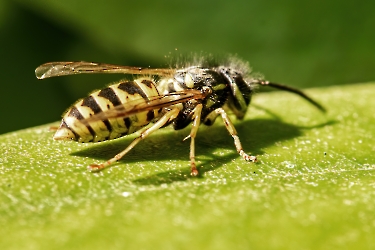 Vespula germanica