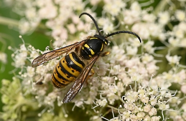 Vespula spec.