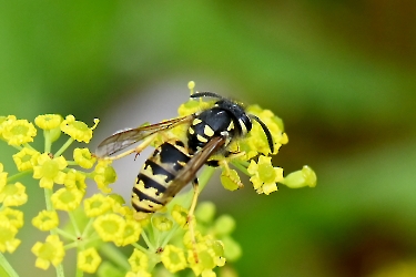 Vespula spec.