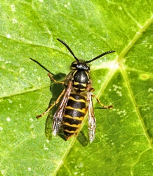 Vespula vulgaris