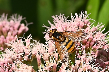 Volucella inanis