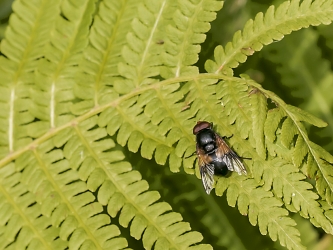 Volucella pelucens