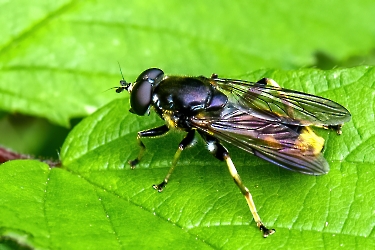 Xylota sylvarum