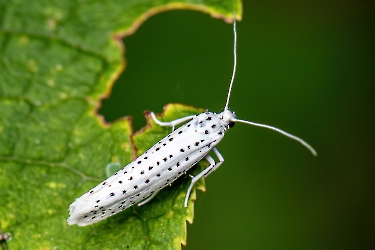 Yponomeuta evonymella