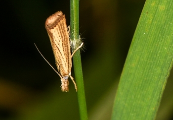 Ypsolopha nemorella