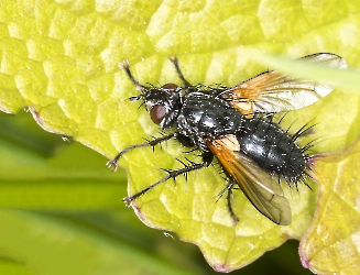 Zophomyia temula