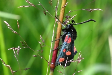 Zygaena lonicerae