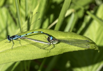 Flagermusvandnymfe